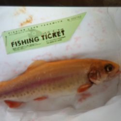 フィッシングレイクたかみや 釣果
