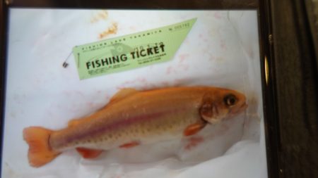 フィッシングレイクたかみや 釣果