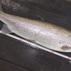 フィッシングレイクたかみや 釣果