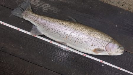 フィッシングレイクたかみや 釣果