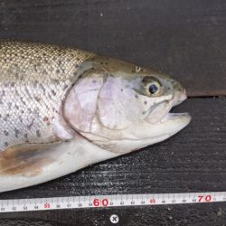 フィッシングレイクたかみや 釣果