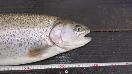 フィッシングレイクたかみや 釣果