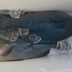 しば渡船 釣果