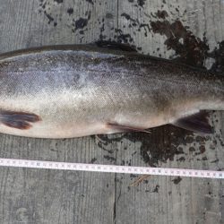 フィッシングレイクたかみや 釣果