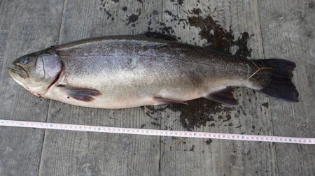 フィッシングレイクたかみや 釣果