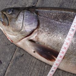 フィッシングレイクたかみや 釣果