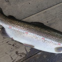 フィッシングレイクたかみや 釣果