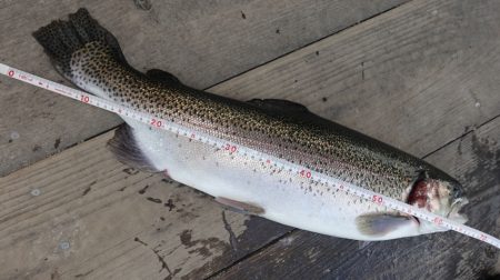 フィッシングレイクたかみや 釣果