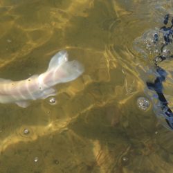 フィッシングレイクたかみや 釣果