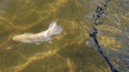 フィッシングレイクたかみや 釣果