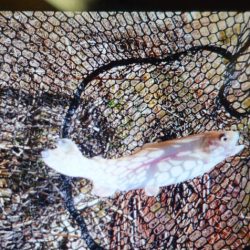 フィッシングレイクたかみや 釣果