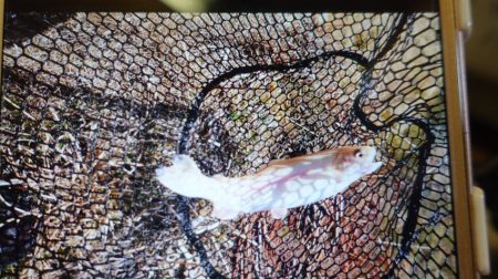 フィッシングレイクたかみや 釣果