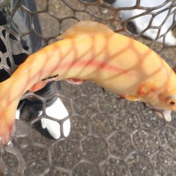 フィッシングレイクたかみや 釣果