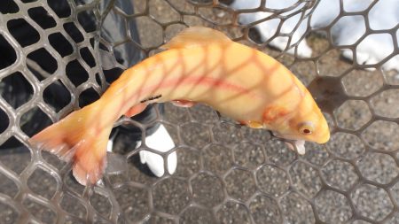 フィッシングレイクたかみや 釣果