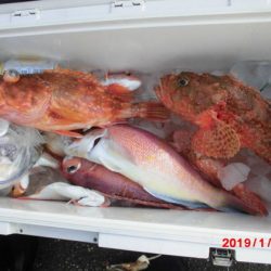 大進丸(新潟) 釣果