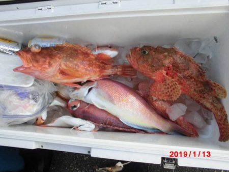 大進丸(新潟) 釣果