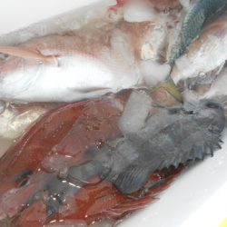 こうゆう丸 釣果