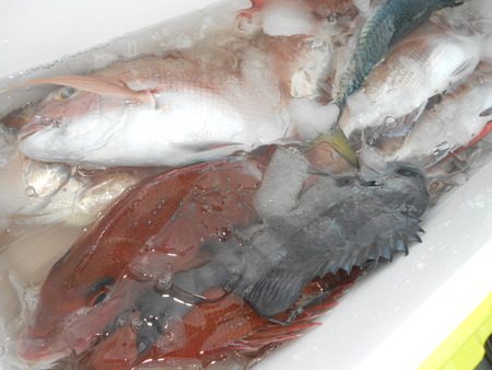 こうゆう丸 釣果