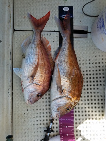 遊漁船 ニライカナイ 釣果