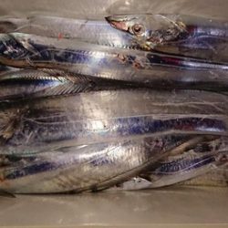 スカイマリン 釣果