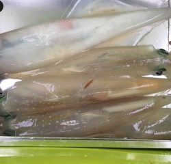 博栄丸 釣果