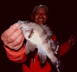 シーマジカル 釣果