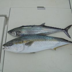 HARUKA丸 はるかまる 釣果