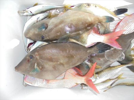 HARUKA丸 はるかまる 釣果