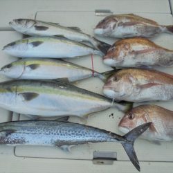 ＨＡＲＵＫＡ丸　はるかまる 釣果