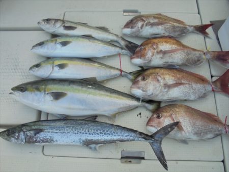 ＨＡＲＵＫＡ丸　はるかまる 釣果