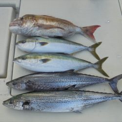 HARUKA丸 はるかまる 釣果