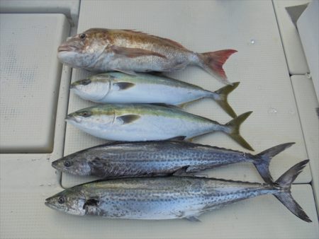 HARUKA丸 はるかまる 釣果