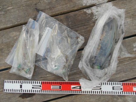 こかわ渡船　雅丸 釣果