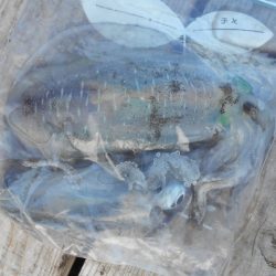 こかわ渡船　雅丸 釣果