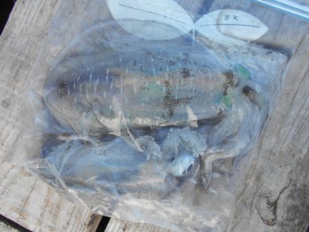 こかわ渡船　雅丸 釣果