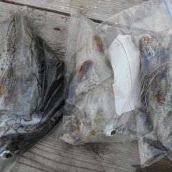 こかわ渡船　雅丸 釣果