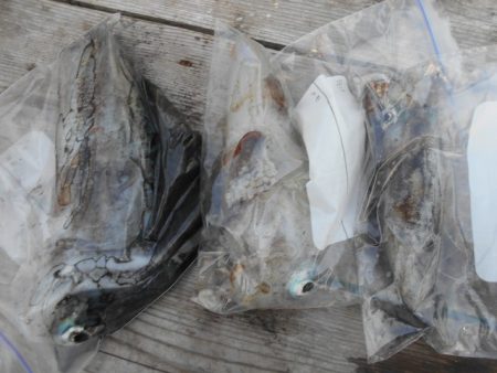 こかわ渡船　雅丸 釣果