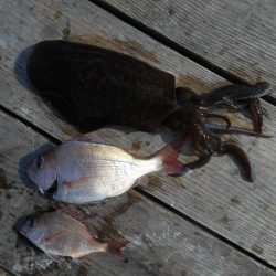 こかわ渡船 雅丸 釣果