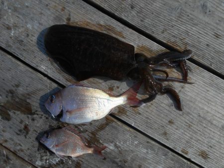 こかわ渡船 雅丸 釣果