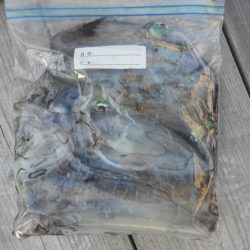 こかわ渡船 雅丸 釣果