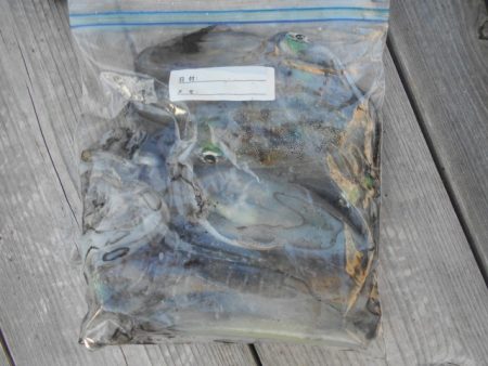 こかわ渡船　雅丸 釣果