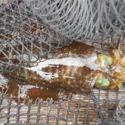 こかわ渡船　雅丸 釣果