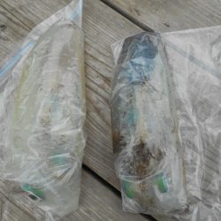 こかわ渡船　雅丸 釣果