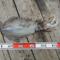 こかわ渡船　雅丸 釣果