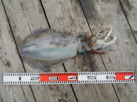 こかわ渡船　雅丸 釣果