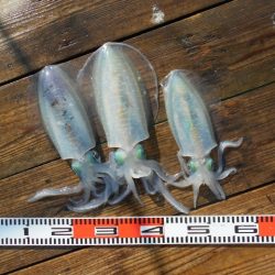 こかわ渡船　雅丸 釣果