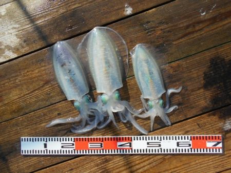 こかわ渡船　雅丸 釣果