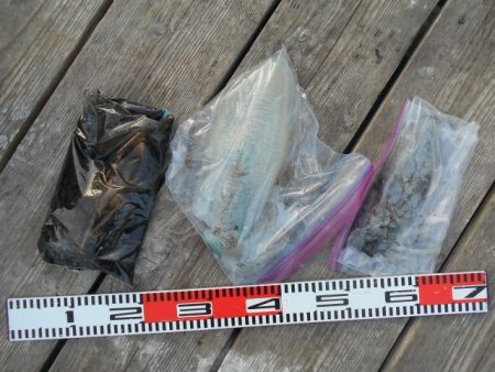 こかわ渡船　雅丸 釣果