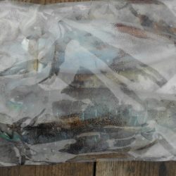 こかわ渡船　雅丸 釣果