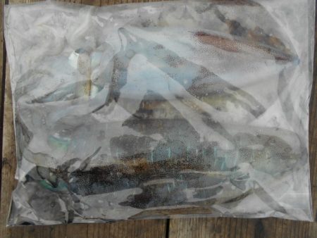 こかわ渡船　雅丸 釣果